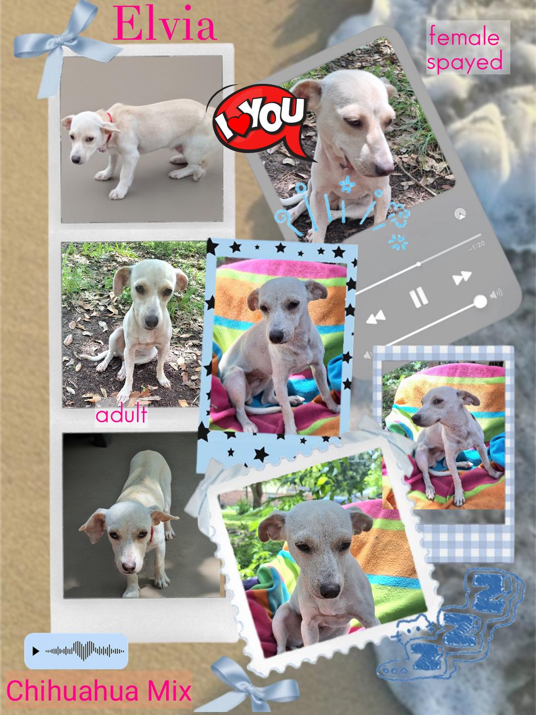 Elvia WV14597-T LOCAL Adoption Event in Woodinville 8/23, an adopted mixed breed in Woodinville, WA image 6/6