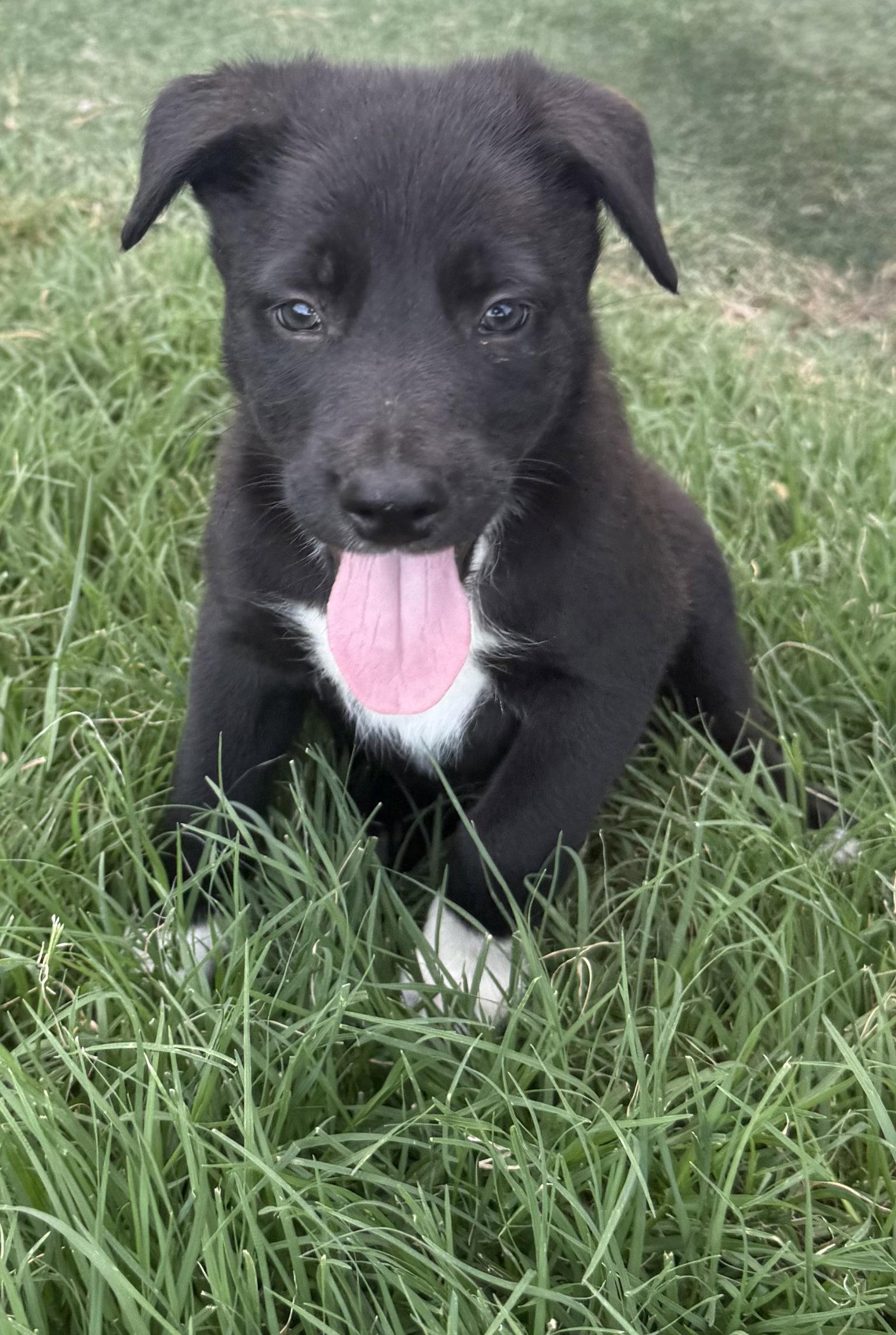 JASPER, Adoptable, Puppy Male Border Collie & German Shepherd Dog.
