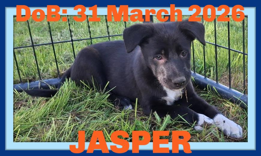 JASPER, a Adoptable mixed breed in Sebec, ME image 2/3