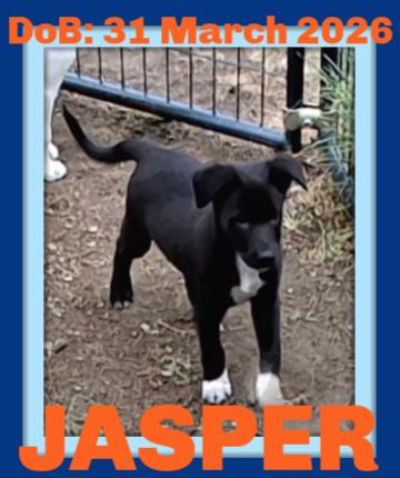 JASPER, a Adoptable mixed breed in Sebec, ME image 3/3