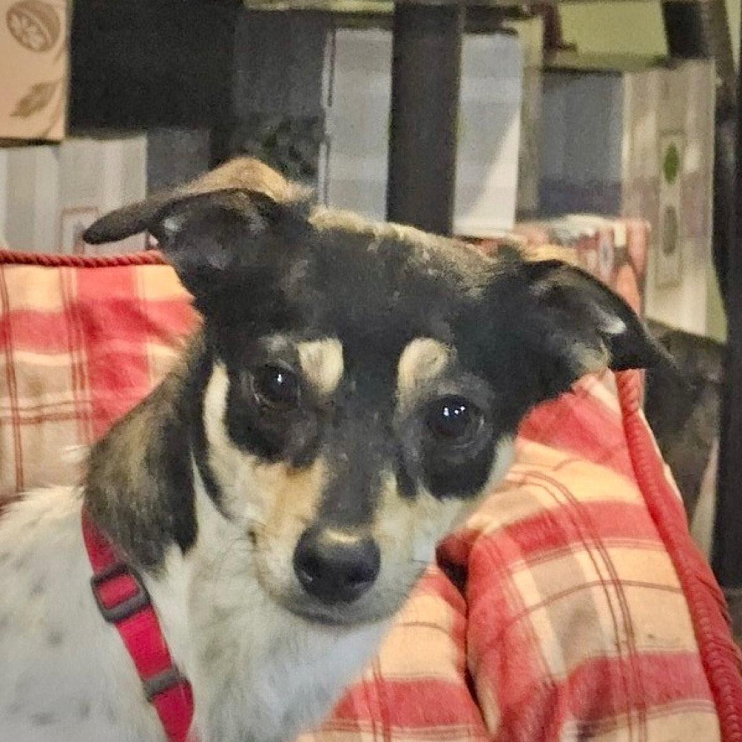 Nova (IL), Adopted, Young Female Rat Terrier.