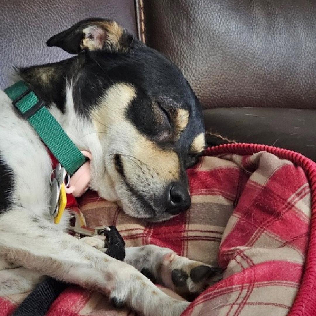 Enlarge Nova (IL), a Adopted Rat Terrier in Atlanta, GA image 2/3