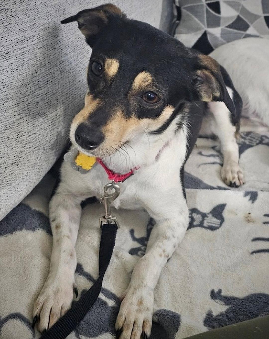 Enlarge Nova (IL), a Adopted Rat Terrier in Atlanta, GA image 3/3