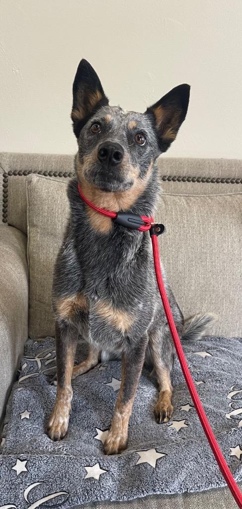 Mini (Blackjack), Adoptable, Adult Female Australian Cattle Dog / Blue Heeler.