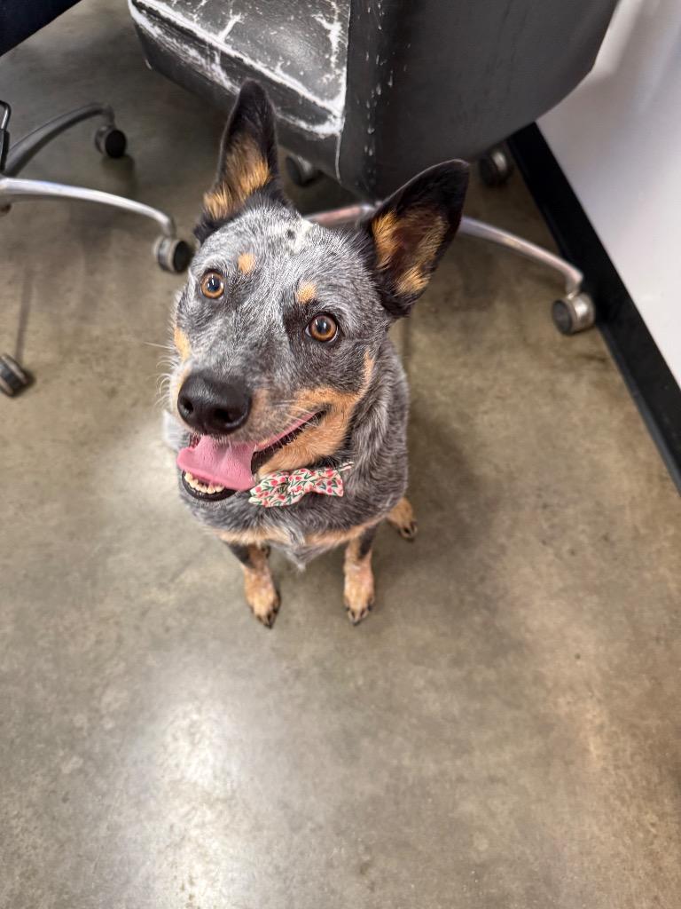 Mini (Blackjack), Adoptable, Adult Female Mixed Breed.