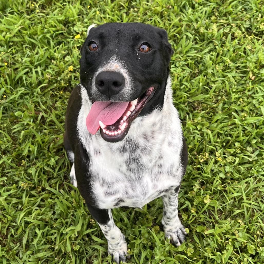 Enlarge Harley, a Adoptable Australian Cattle Dog / Blue Heeler in Clarksville, AR image 1/6