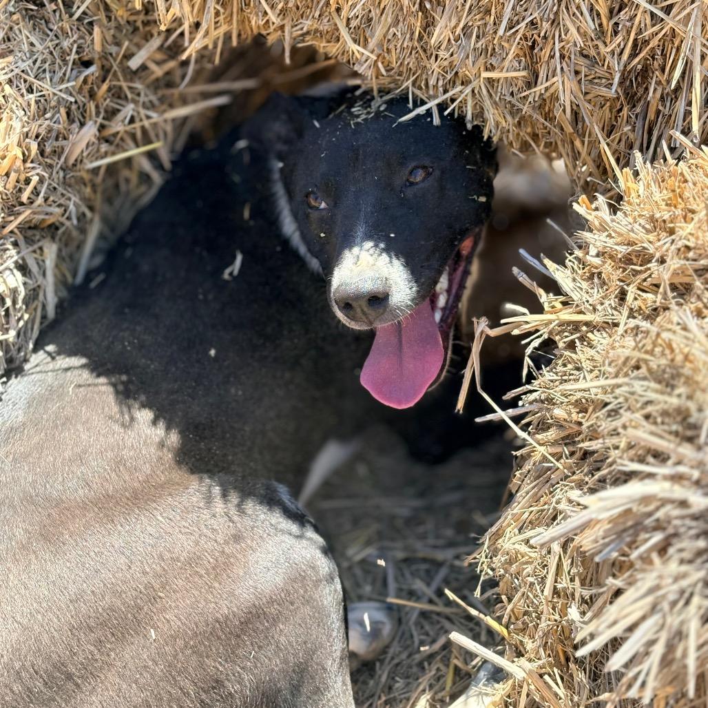 Enlarge Harley, a Adoptable Australian Cattle Dog / Blue Heeler in Clarksville, AR image 3/6