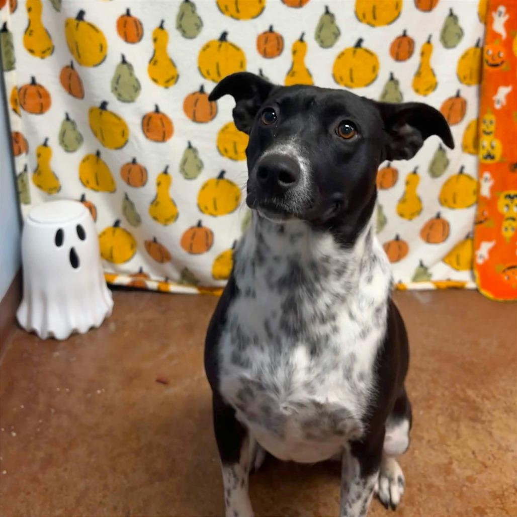 Enlarge Harley, a Adoptable Australian Cattle Dog / Blue Heeler in Clarksville, AR image 3/6