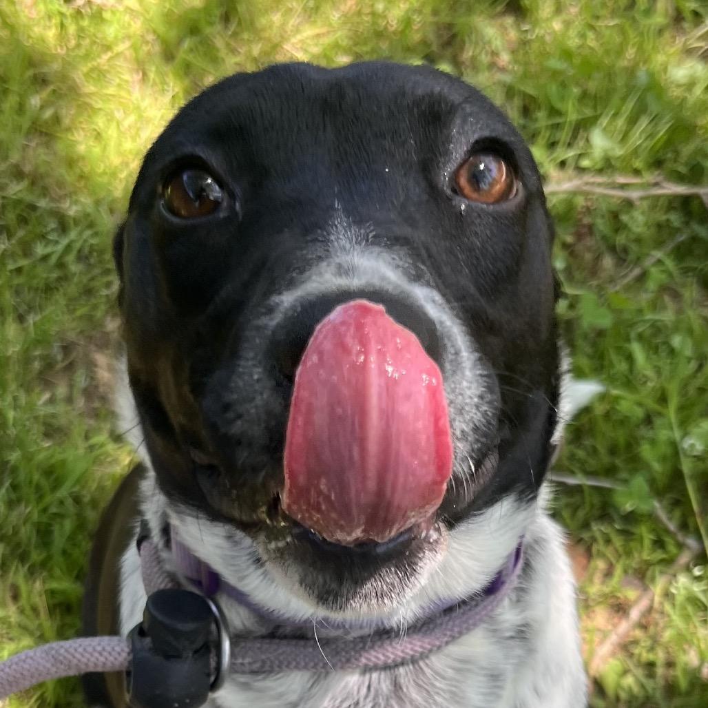 Enlarge Harley, a Adoptable Australian Cattle Dog / Blue Heeler in Clarksville, AR image 4/6