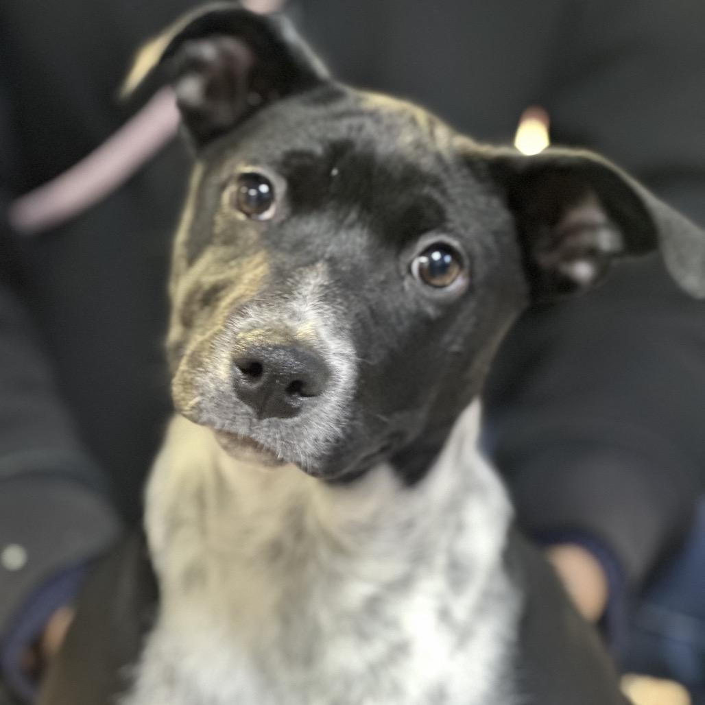 Enlarge Harley, a Adoptable Australian Cattle Dog / Blue Heeler in Clarksville, AR image 5/6
