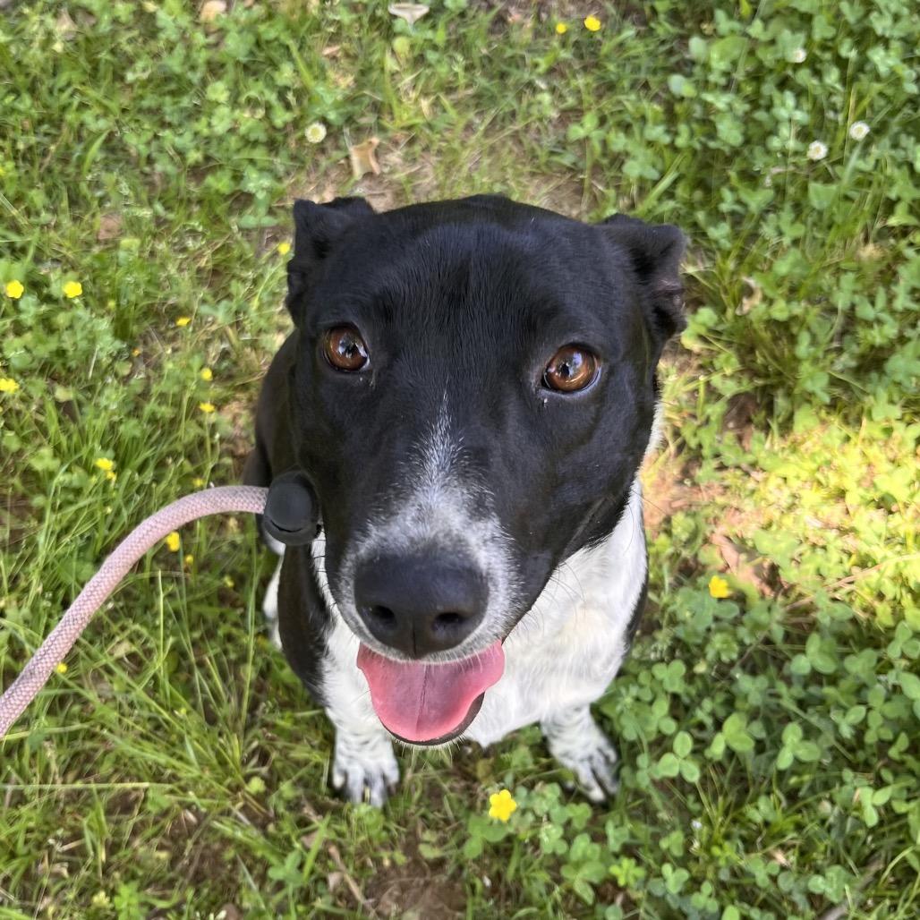 Enlarge Harley, a Adoptable Australian Cattle Dog / Blue Heeler in Clarksville, AR image 6/6