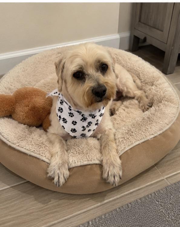 Enlarge Sheldon, a ADOPTABLE Cockapoo in Corona, CA image 1/1