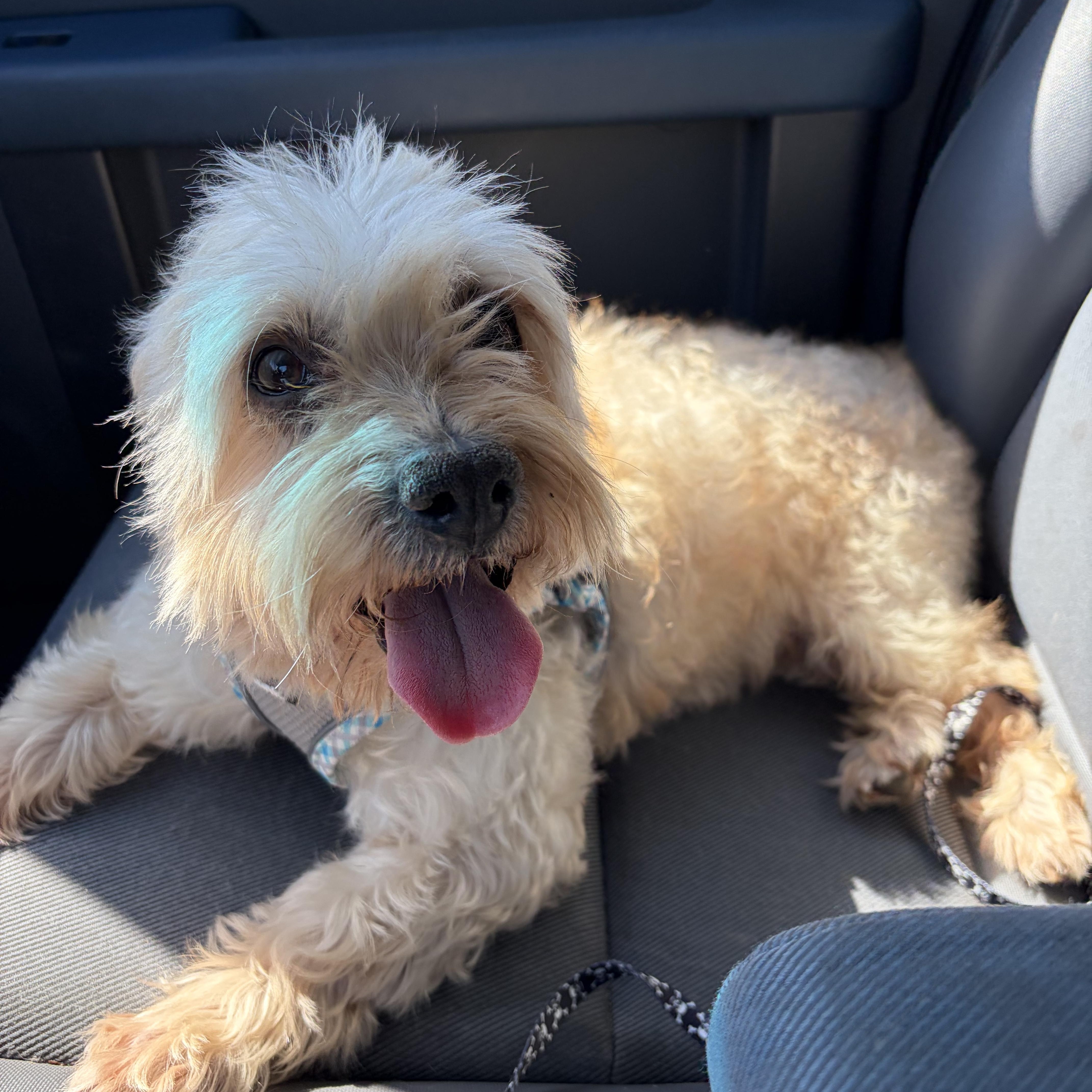 Sheldon, a ADOPTABLE Cockapoo in Corona, CA image 2/2