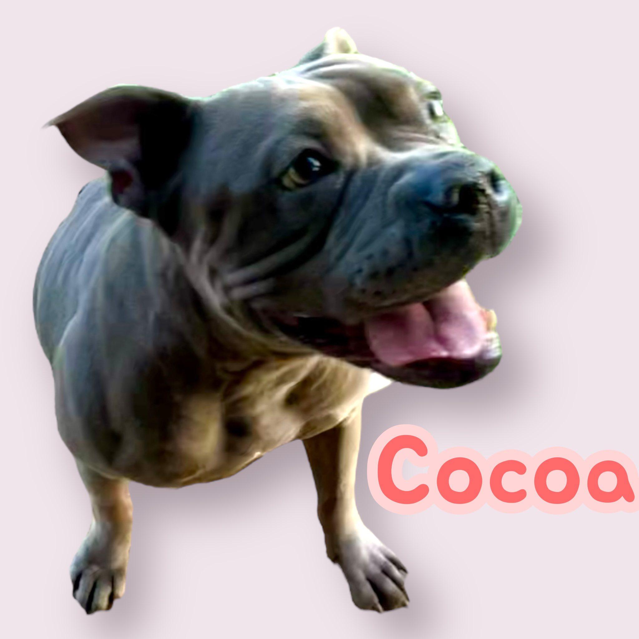 Cocoa