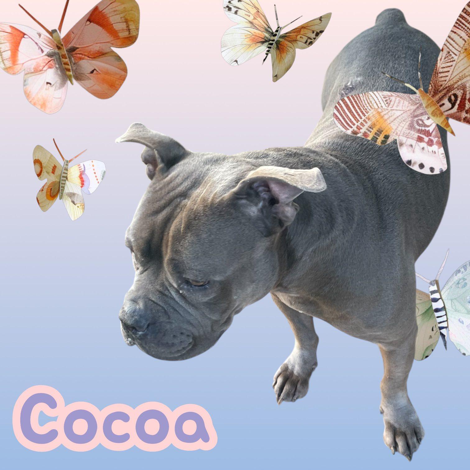 Cocoa