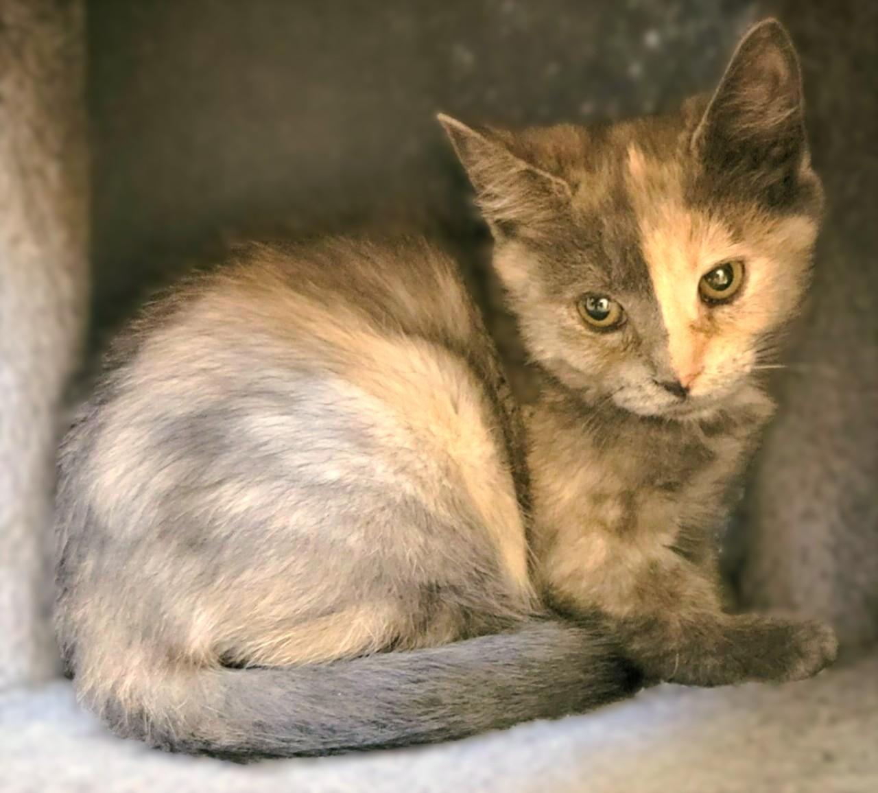 Enlarge Muffin, a Adopted Domestic Short Hair in Bethesda, MD image 1/1