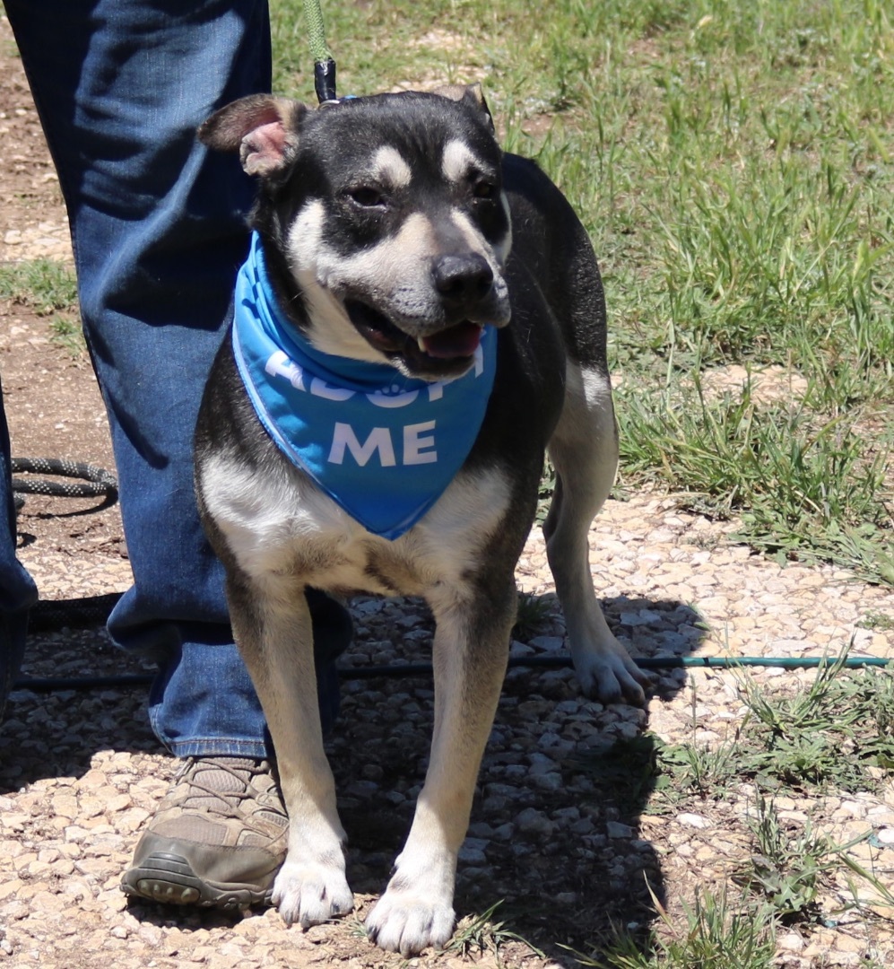 Enlarge Rocky, a Adoptable mixed breed in Bandera, TX image 1/17