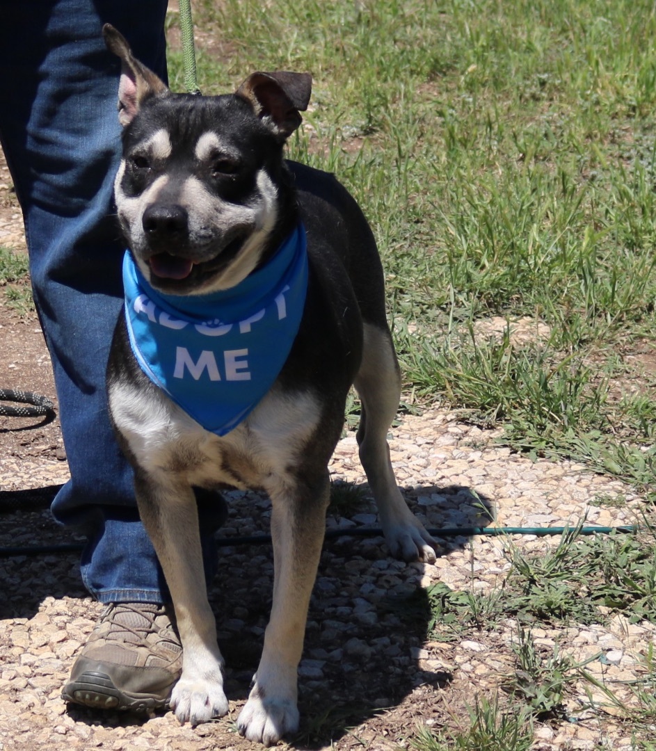 Rocky, Adoptable, Young Male Rottweiler & German Shepherd Dog.