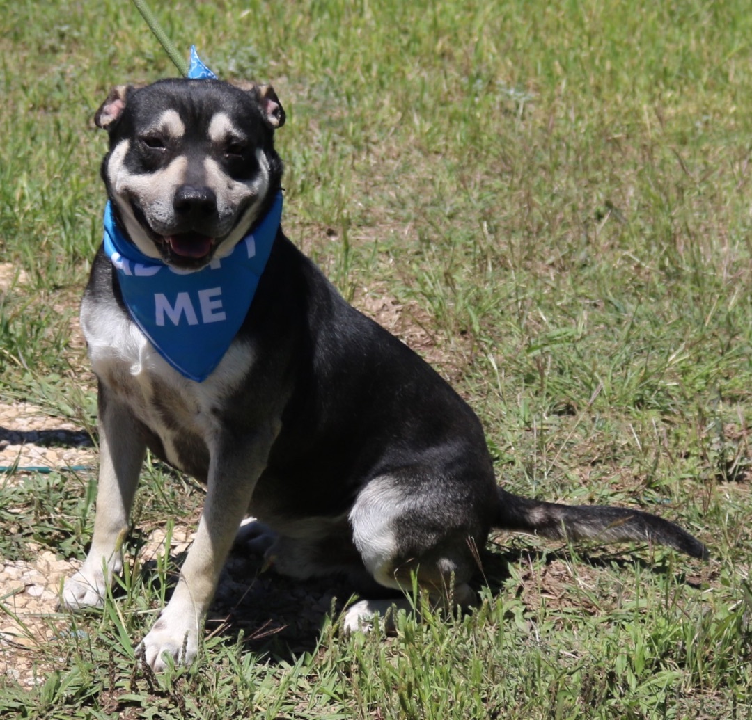 Enlarge Rocky, a Adoptable mixed breed in Bandera, TX image 3/17