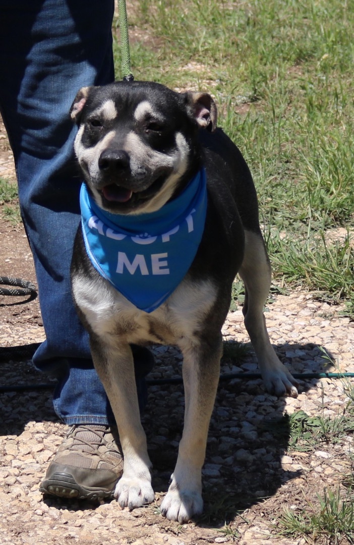 Enlarge Rocky, a Adoptable mixed breed in Bandera, TX image 4/17