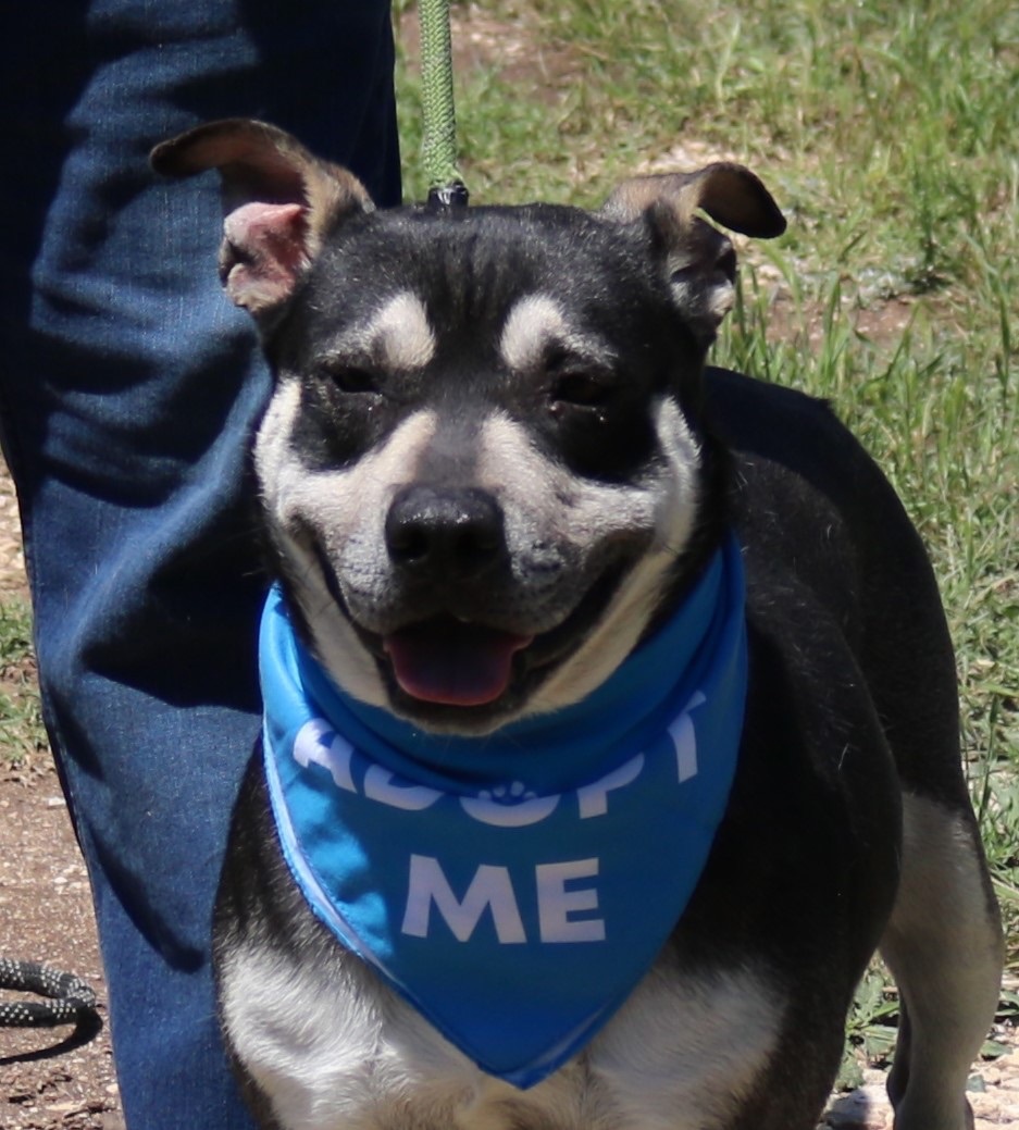 Enlarge Rocky, a Adoptable mixed breed in Bandera, TX image 5/17