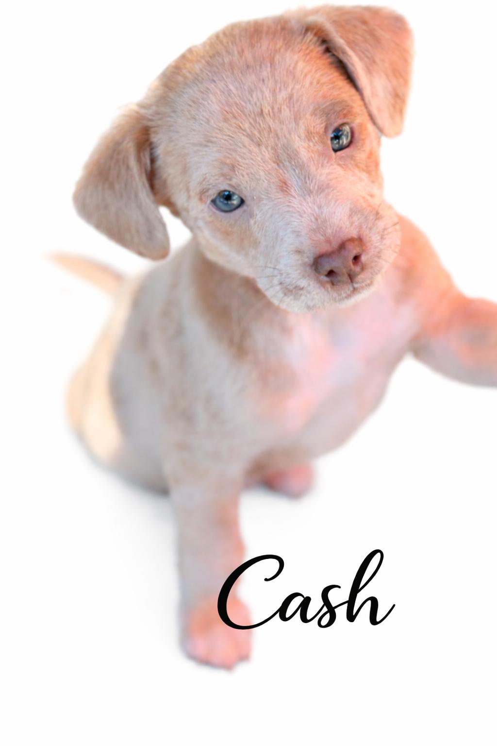 Cash, adoptable, Puppy Male Mixed Breed.