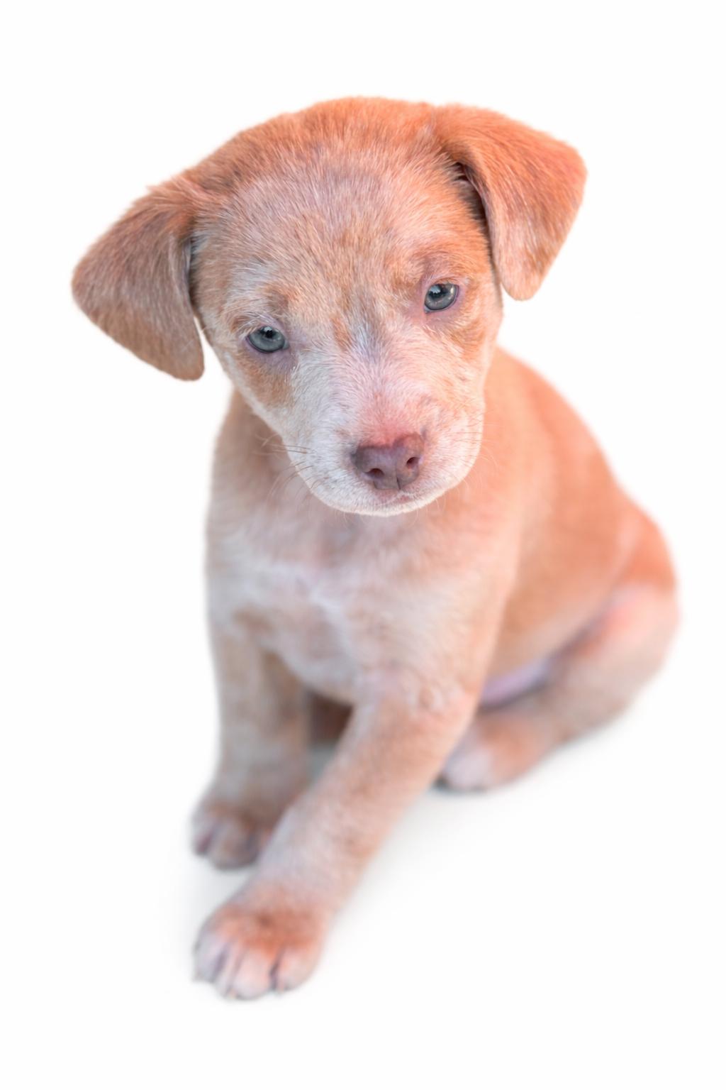 Enlarge Cash, an adoptable mixed breed in SYLVANIA, GA image 3/5