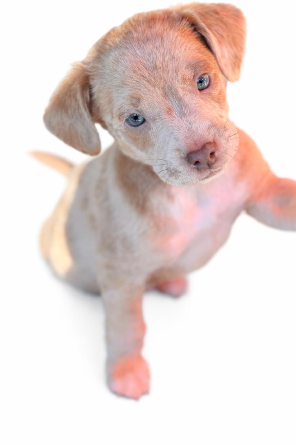 Enlarge Cash, an adoptable mixed breed in SYLVANIA, GA image 4/5