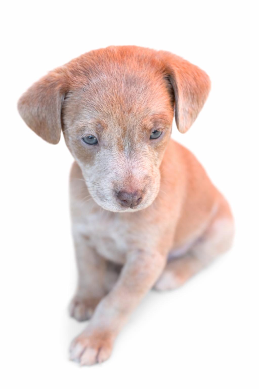 Enlarge Cash, an adoptable mixed breed in SYLVANIA, GA image 2/5