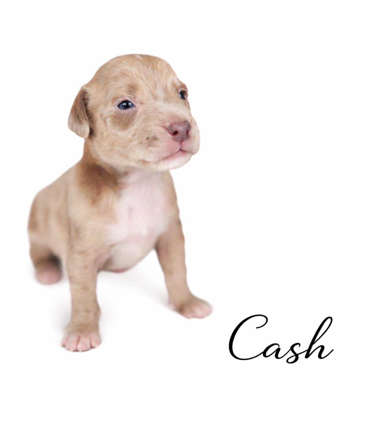 Enlarge Cash, an adoptable mixed breed in SYLVANIA, GA image 5/5