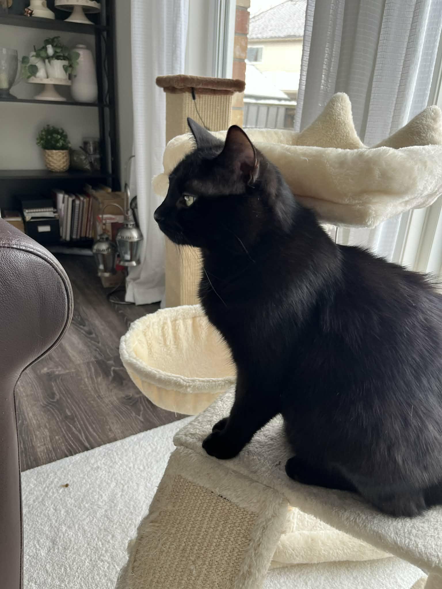 Enlarge Eclipse, an adopted Domestic Short Hair in Shakespeare, ON image 6/6