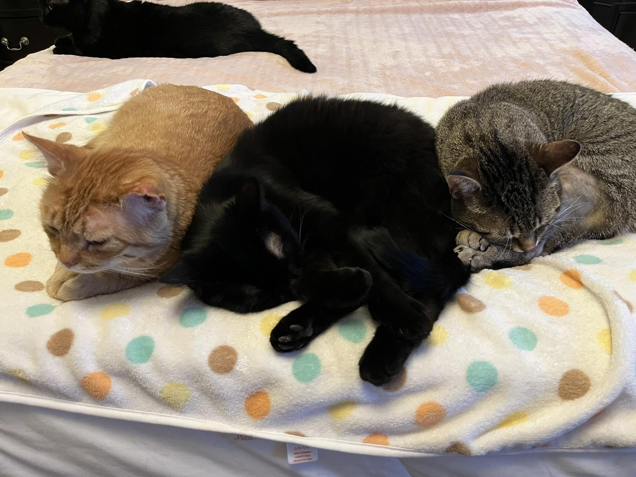 Enlarge Eclipse, an adopted Domestic Short Hair in Shakespeare, ON image 2/6
