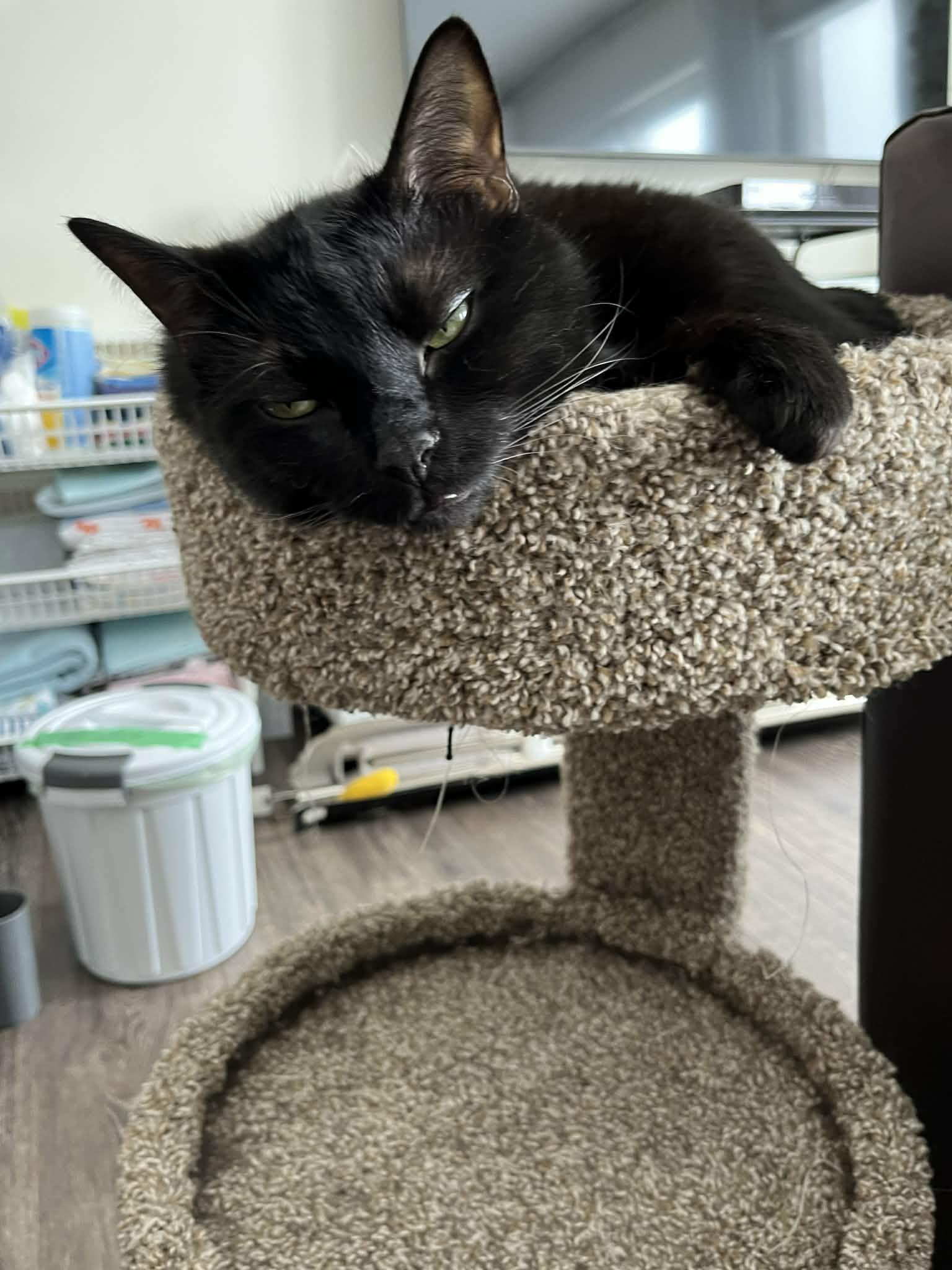 Enlarge Eclipse, an adopted Domestic Short Hair in Shakespeare, ON image 5/6