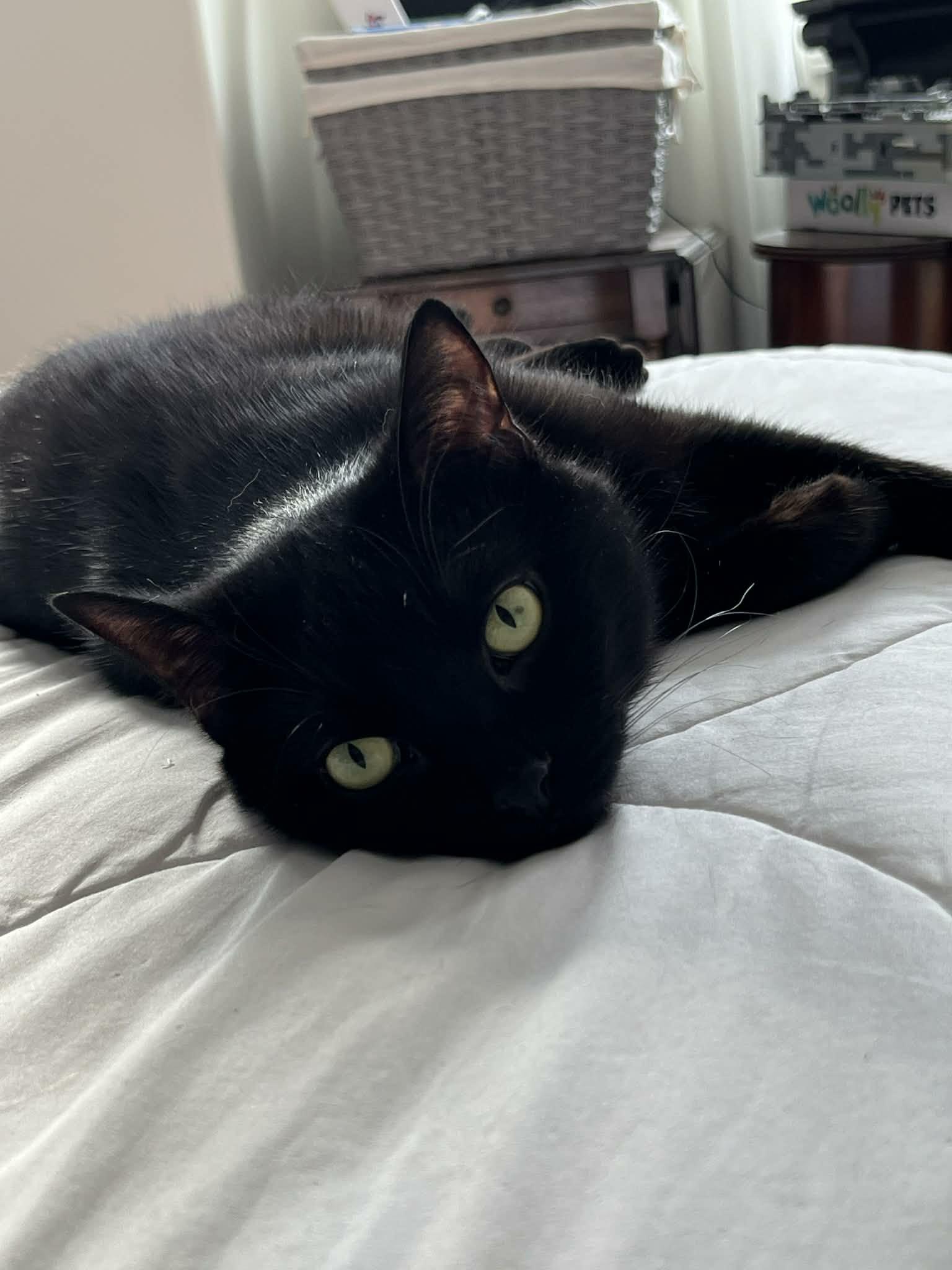 Eclipse, adopted, Adult Male Domestic Short Hair.