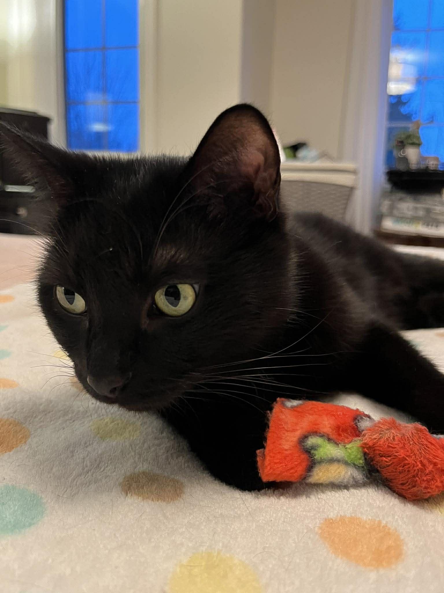 Enlarge Eclipse, an adopted Domestic Short Hair in Shakespeare, ON image 4/6