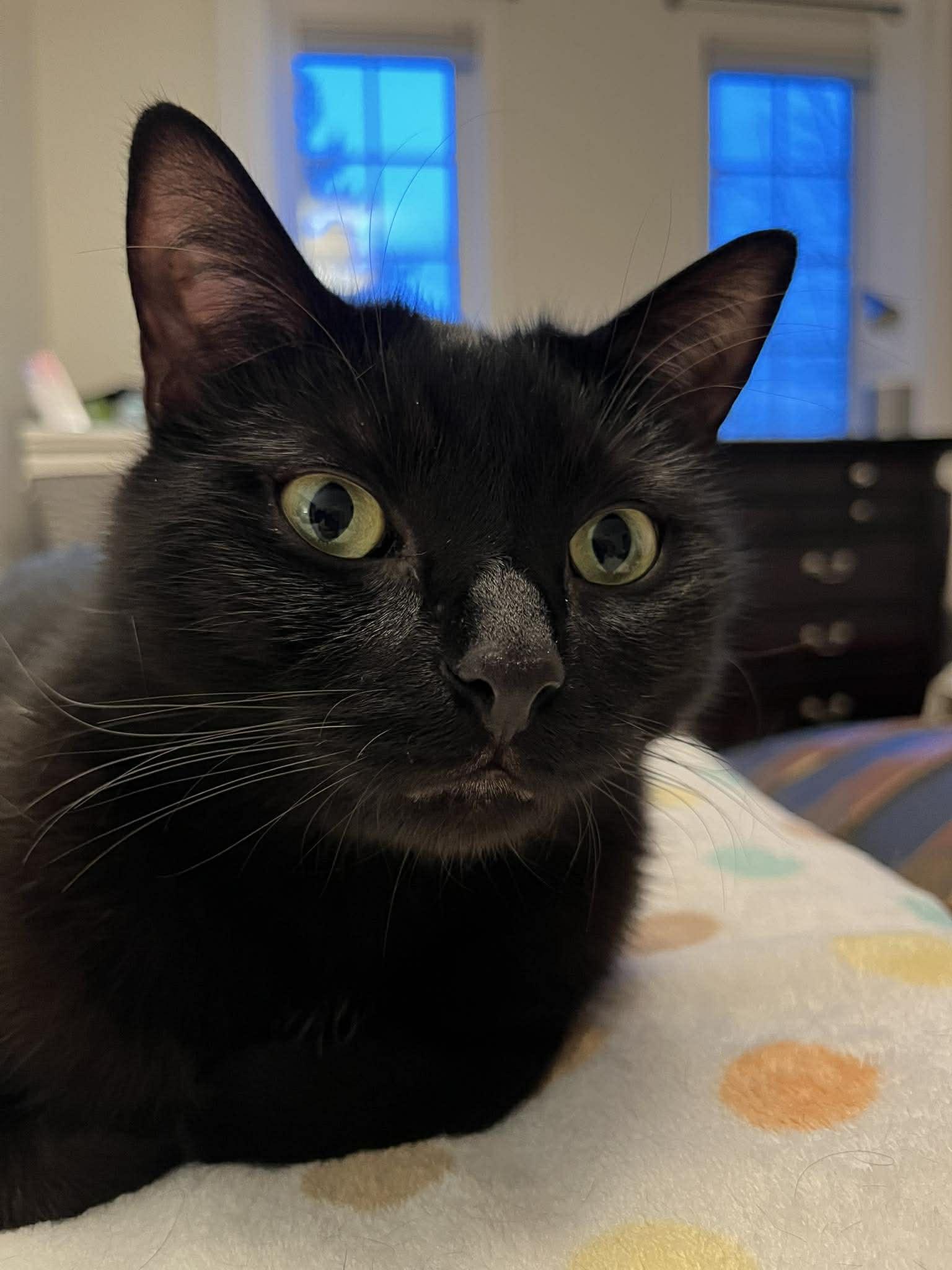 Enlarge Eclipse, an adopted Domestic Short Hair in Shakespeare, ON image 3/6