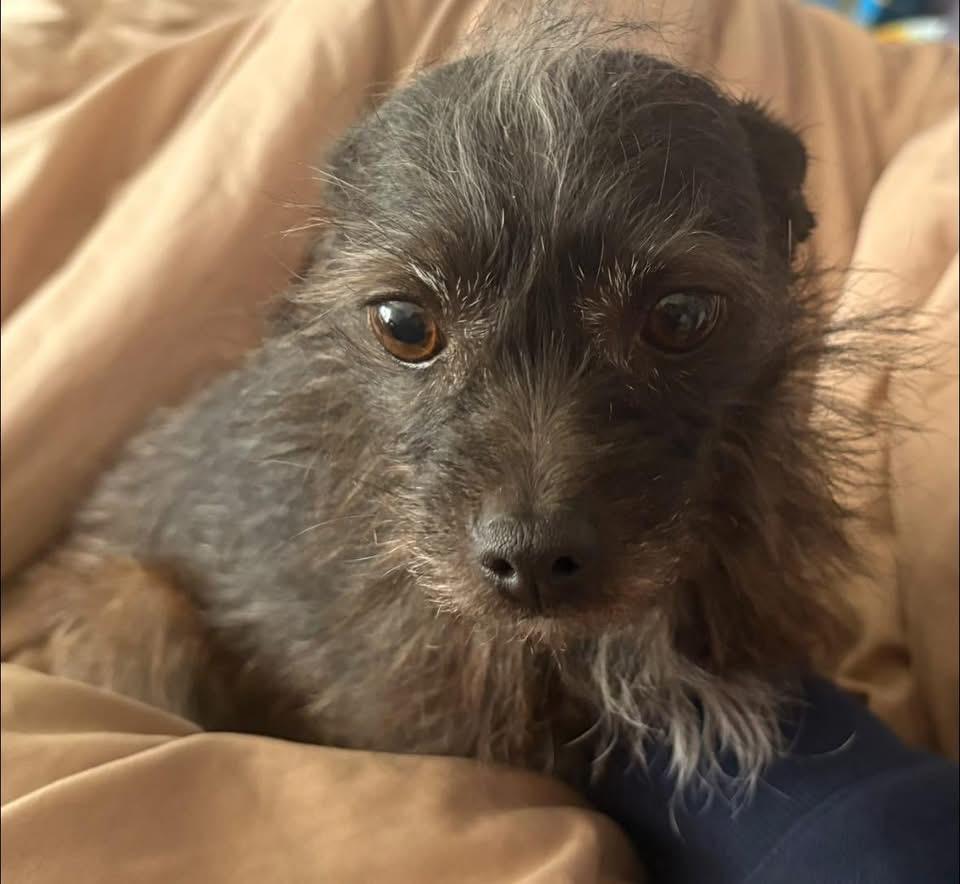 Enlarge Little Dee, an adopted mixed breed in Woodbury, NJ image 1/2