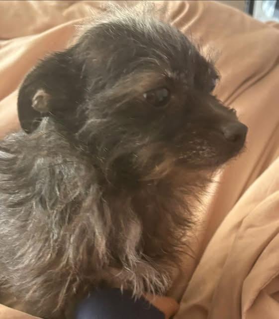 Enlarge Little Dee, an adopted mixed breed in Woodbury, NJ image 2/2