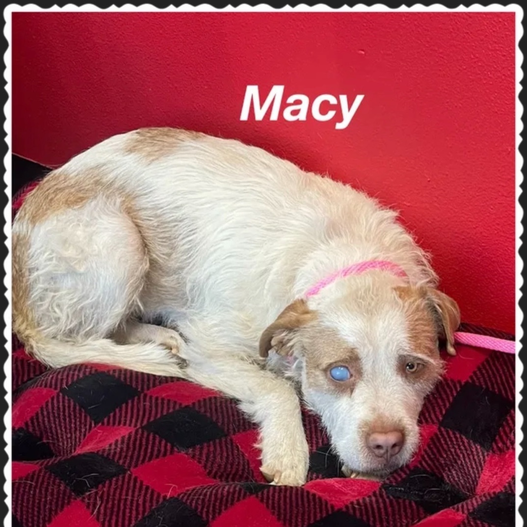 Macy, an adoptable Terrier in Canyon, TX, 79015 | Photo Image 2