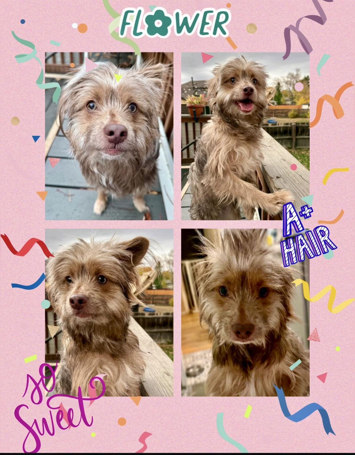 Flower, Adopted, Young Female Cairn Terrier & Terrier.