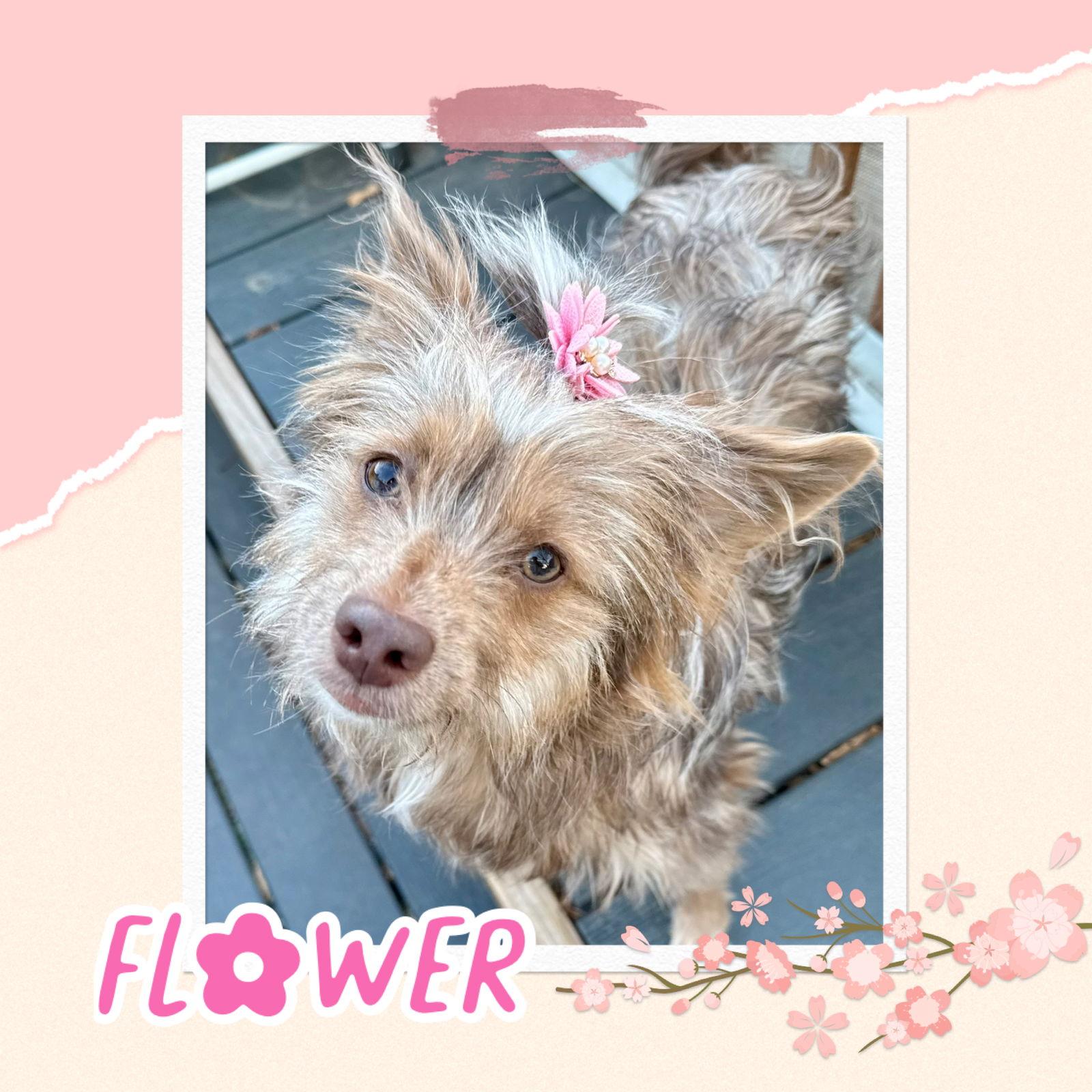 Enlarge Flower, a Adopted mixed breed in Littleton, CO image 2/3