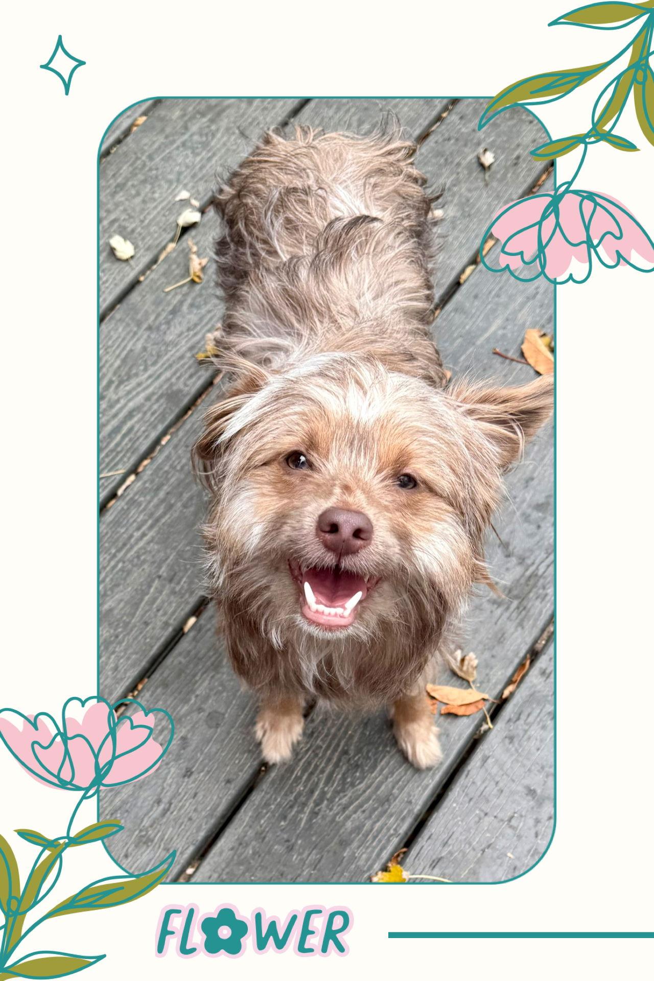 Enlarge Flower, a Adopted mixed breed in Littleton, CO image 3/3