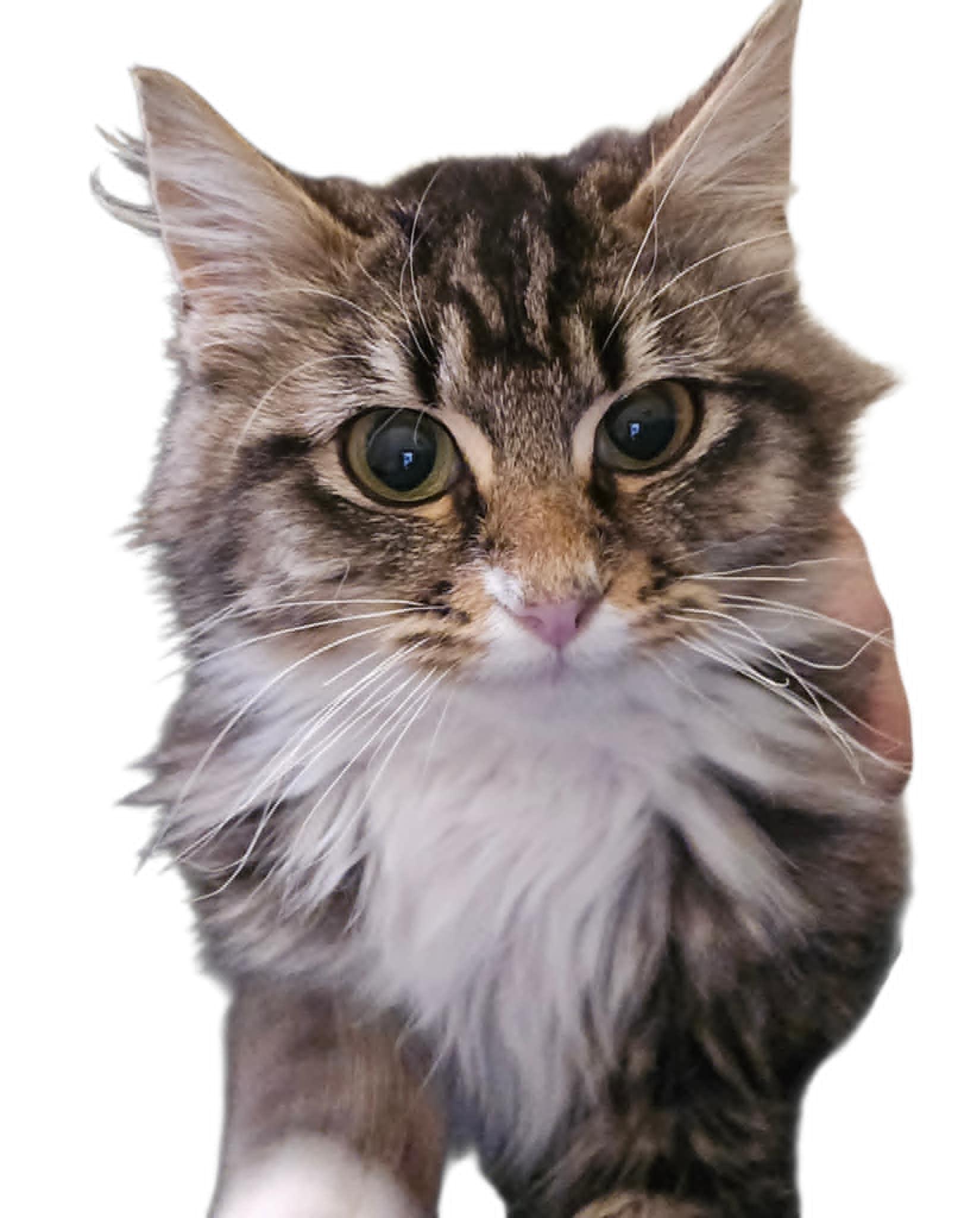 Mei Mei, ADOPTABLE, Young Female Domestic Long Hair.