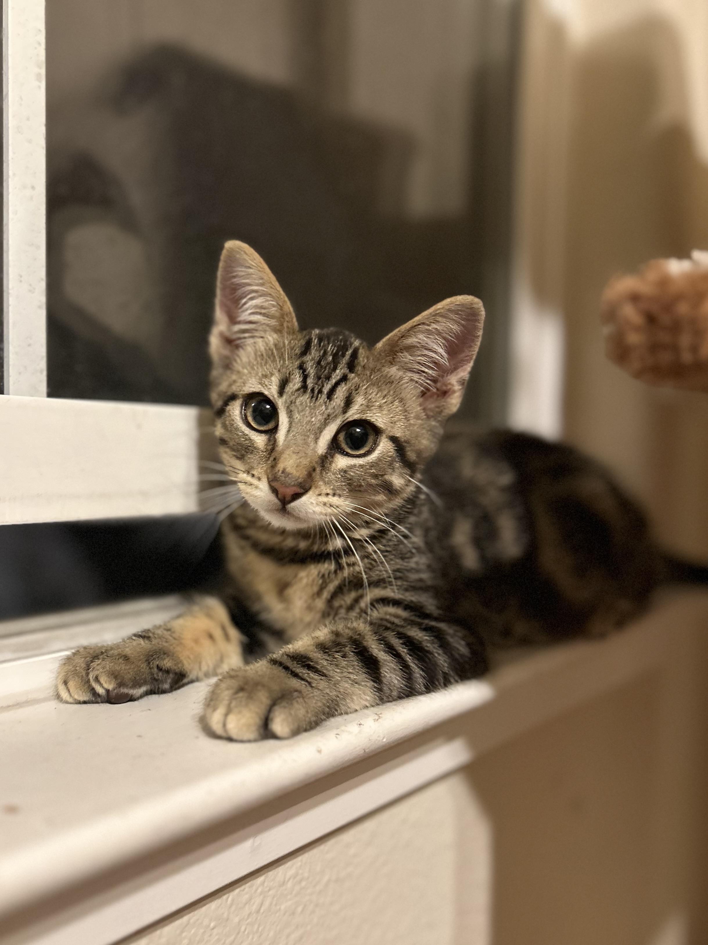 Toast (playful / gentle / snuggly), Young Male unknown