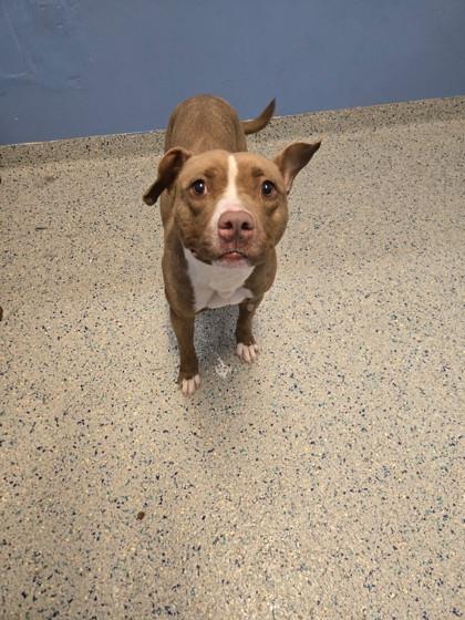 Keesha, Adoptable, Adult Female Pit Bull Terrier & Mixed Breed.