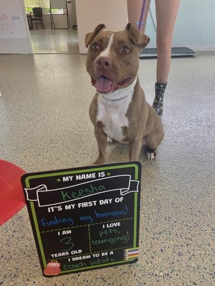 Enlarge Keesha, a Adoptable mixed breed in Columbus, IN image 2/3