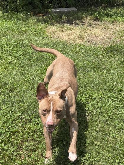 Enlarge Keesha, a Adoptable mixed breed in Columbus, IN image 3/3
