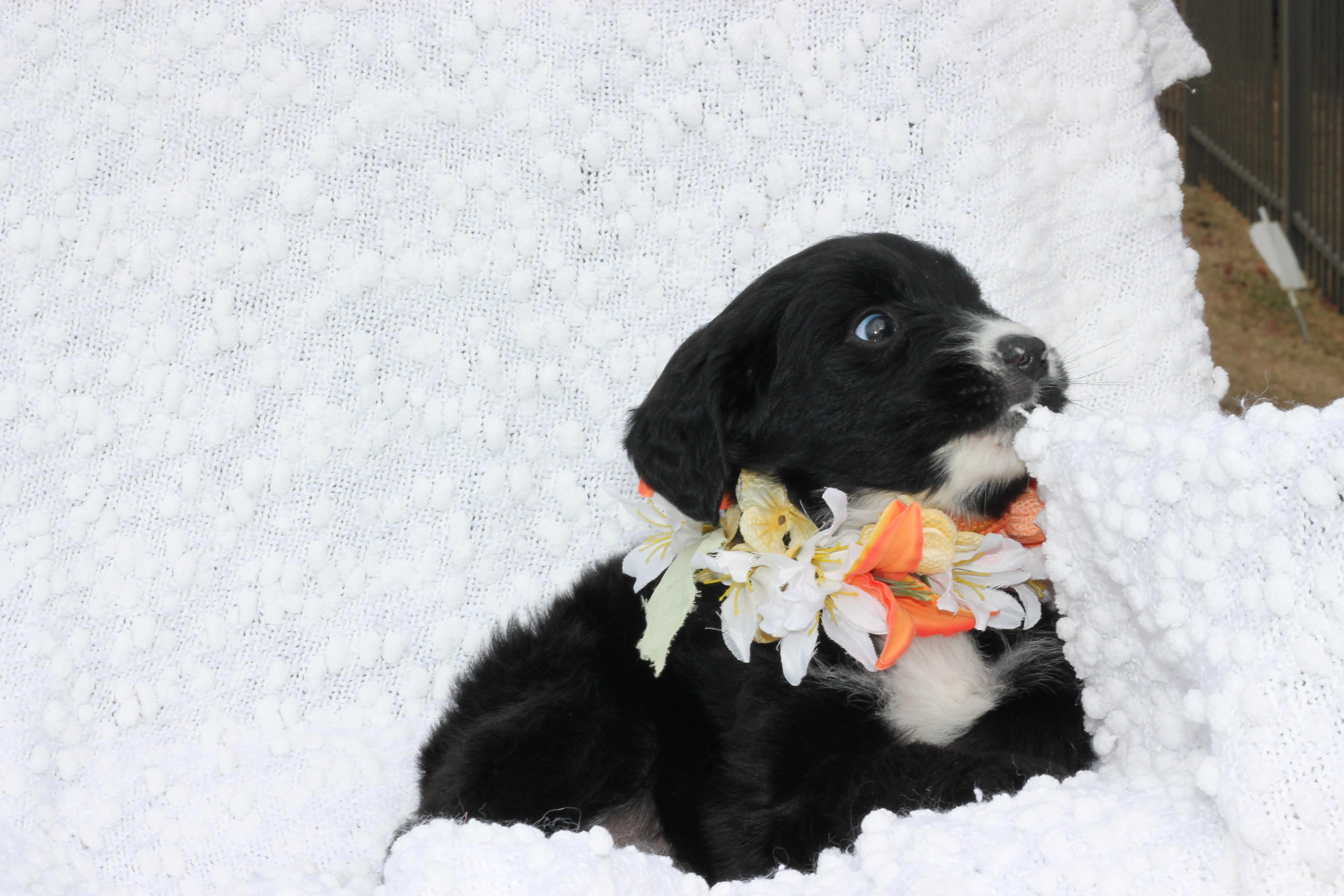 Tina - Adopted, an adopted Aussiedoodle in Carlisle, PA image 2/4