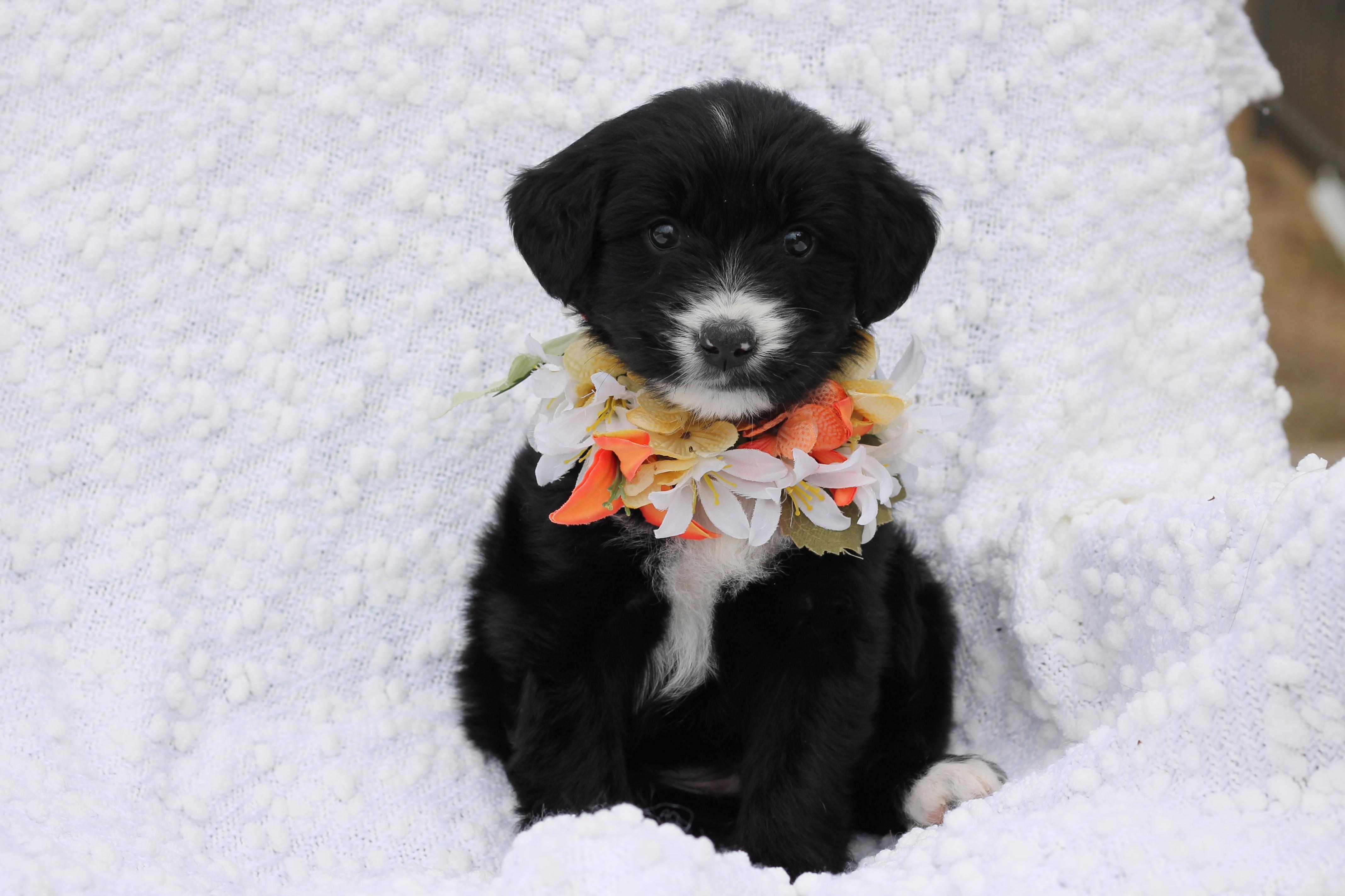 Tina - Adopted, an adopted Aussiedoodle in Carlisle, PA image 1/4