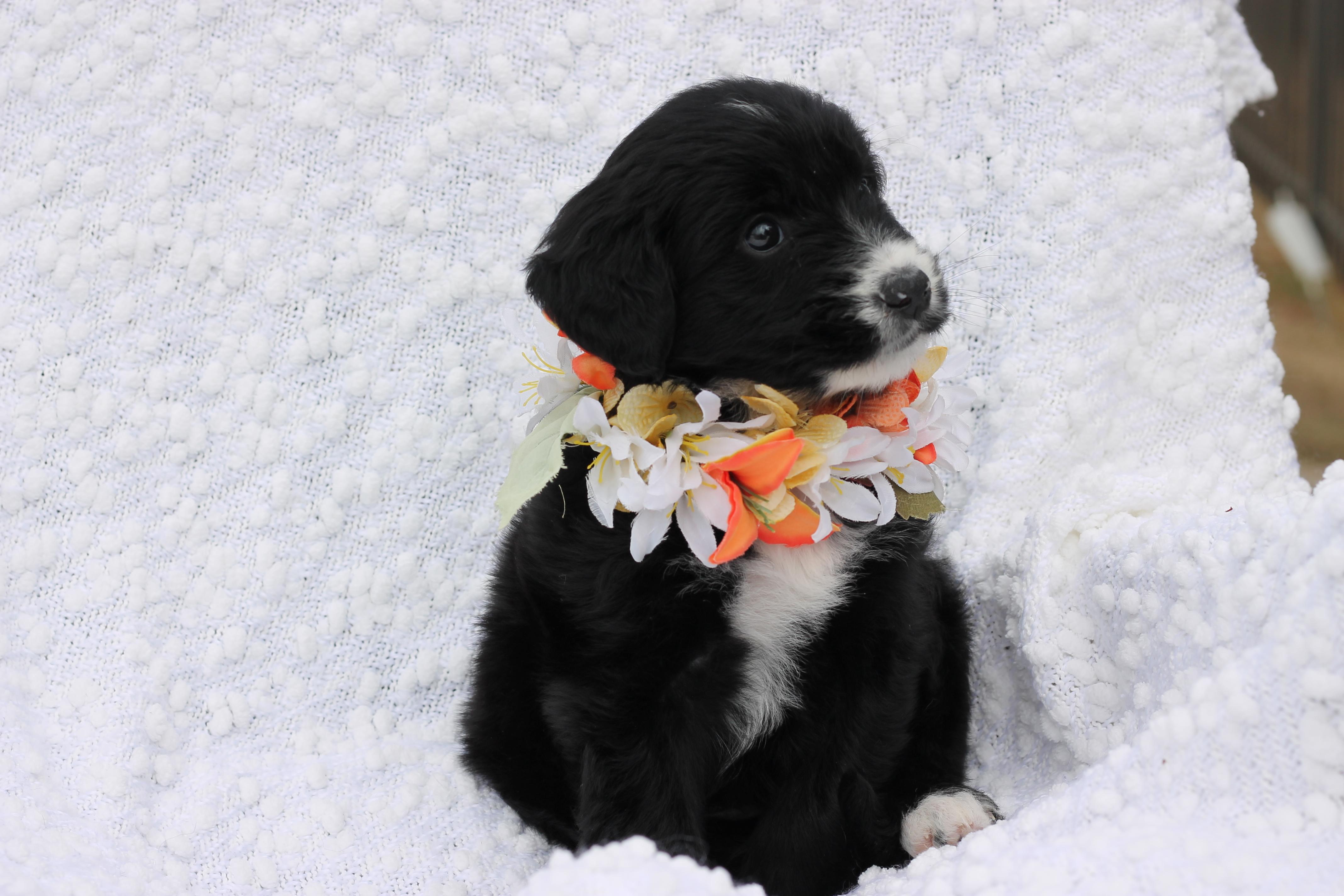 Tina - Adopted, an adopted Aussiedoodle in Carlisle, PA image 4/4